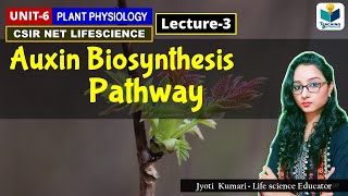 AUXIN BIOSYNTHESIS  PHYTOHORMONE PART3 CSIR NET PLANT BIOLOGY [upl. by Noda269]