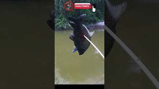 bowfishing fishing bowfishing videodepesca amsbowfishing parati newfishingvideos [upl. by Prosser525]