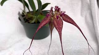 Bulbophyllum rothschildianum Red Chimney orchid [upl. by Edwyna]