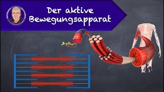 Der aktive Bewegungsapparat [upl. by Anat]