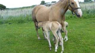 Twin palomino foals trakehner x [upl. by Friday]