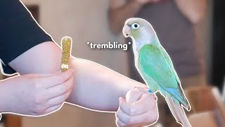 Jasper the Fearful Conure  Reading Conure Body Language  Step up Training a Conure [upl. by Barth]