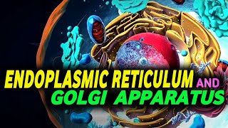 Cell Organelles  ENDOPLASMIC RETICULUM and GOLGI BODY  3D ANIMATION  MagnetBrainsEducation [upl. by Armil296]