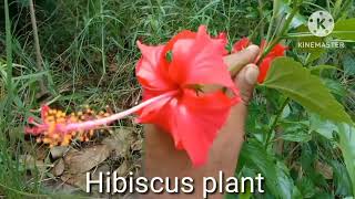 How to Grow Hibiscus Plant [upl. by Acirred]