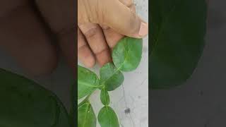 Kaffir Lime 🍋 Leaves India [upl. by Nosneh541]