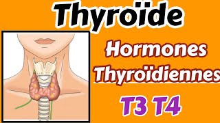 Thyroïde et hormones thyroïdiennes métabolisme régulation hyperthyroïdie [upl. by Eberhart]