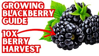 How To Grow Blackberries In Containers  Follow These Rules For The BIGGEST Harvest Ever [upl. by Nakashima54]