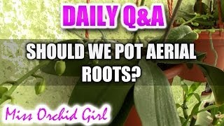 QampA  Should we bury aerial roots of Phalaenopsis Orchids [upl. by Daron]