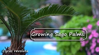 Sago Palm Care amp Issues  Cycas revoluta [upl. by Limber]