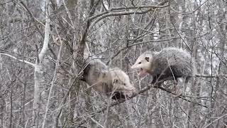 Opossum Courtship [upl. by Adnohsed]