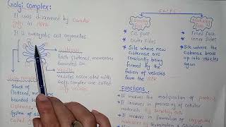 Golgi Complex Structure And Functions  Federal And KPK Board  Class 11 Biology [upl. by Melas]