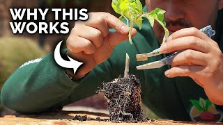 A Tomato Growing Trick That Seems Insane But Works Like a Charm [upl. by Gennaro]