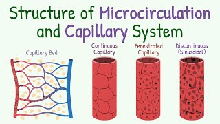 Structure of Microcirculation and Capillary System [upl. by Yevi]