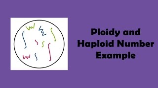 Ploidy and Haploid Number Example [upl. by Seline]