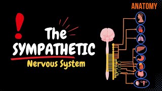 Sympathetic Nervous System EASY SCHEME [upl. by Phelia]