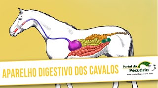 Aparelho digestivo dos cavalos [upl. by Lundt190]