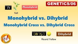 Monohybrid vs Dihybrid Monohyrid Cross vs Dihybrid Cross FLGenetics06 [upl. by Lletnahs]