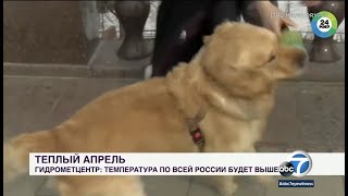 Dog steals news reporters microphone on live video ABC7 [upl. by Chrystal]