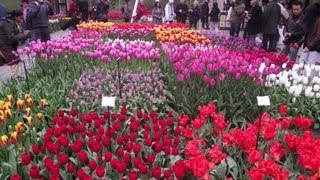 Najpiękniejsze Ogrody Świata  Keukenhof Holandia 1 [upl. by Baggs]