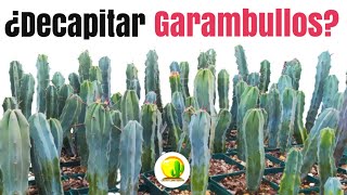 Propagación de GARAMBULLOS pie de injerto  CACTUS LAND QUICHÉ cactus plantas suculentas [upl. by Aisaim848]