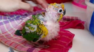 HAND FEEDING TIPS OF BIRDS PARROTS CHICKS [upl. by Esaele]