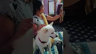 jalan🔥 ho raha hai Harry ko 🤗 doglover funny 😍🤪 [upl. by Niels]