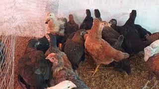 Vanraja poultry breed Research trial in poultry college of veterinary science amp animal husbandry [upl. by Neeven133]