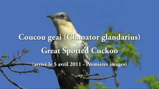 Coucou geai Clamator glandarius  Great Spotted Cuckoo [upl. by Aioj]