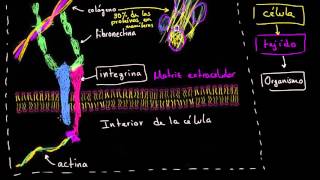 Matriz extracelular  La estructura de una célula  Biología  Khan Academy en Español [upl. by Hameerak736]