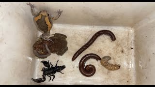 Discovery Captured Creatures One Small Rain Frog Millipedes Toad Lizard Rain Frog and Scorpion [upl. by Satsoc295]