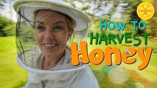 How to Harvest Honey  Beekeeping with Maddie 12 [upl. by Leavitt]