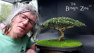 Show Prep for My Serissa The Bonsai Zone Oct 2024 [upl. by Niarda]