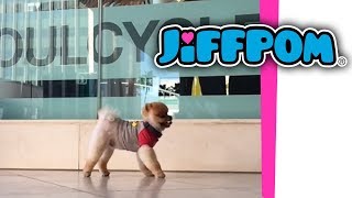 Jiffpom Does the Moon Walk [upl. by Gilchrist]