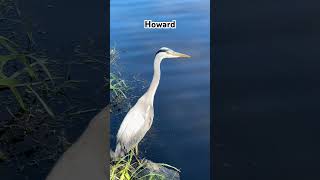 Handsome Howard Nature Birds Water Walks Heron [upl. by Avle895]