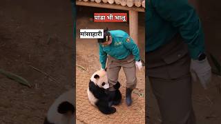 क्या पांडा भालू होते है  are pandas bears [upl. by Garnette]