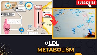 VLDL Metabolism  Metabolism of Very Low Density Lipoproteins  Lipid Metabolism [upl. by Reehsab]