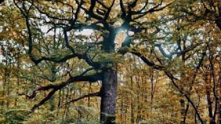 Brocéliande terre de légende [upl. by Ahsiem887]