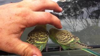 Wild Budgerigars [upl. by Charmine943]