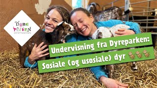 Undervisning fra Dyreparken Sosiale og usosiale dyr 🐒🐒🐒 [upl. by Naut656]