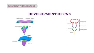 Embryology of CNS  Neuroanatomy [upl. by Reeba]