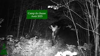 Trail cam Camp de chasse  Aout 2023 [upl. by Merideth829]