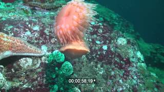 Swimming anemone stinging and escaping from leather starfish Low res sample of HD stock footage [upl. by Yenolem941]