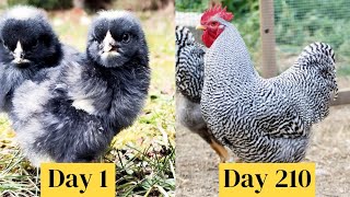 Amrock Chicken Growth Time Lapse Chick to Chicken Growing Up to Mother Hen  Chicks Growth Fast [upl. by Lupee]