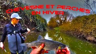 Carnassier 2015  chevesne et perches en hiver   HD [upl. by Atikel540]