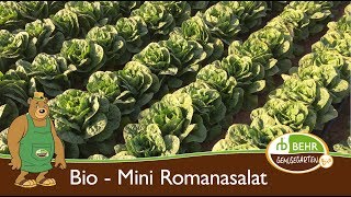 Der Bio Mini Romanasalat und die Düngung [upl. by Yauqram]