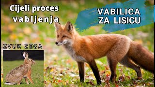 Vabilica za lisicu Vabljenje lisice cijeli proces Zvuk zeca Predator call Fox call Hare sound [upl. by Hasheem]