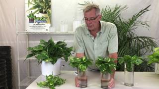 Propagating Pothos from Cuttings [upl. by Rochell932]