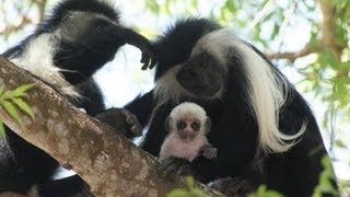 Colobus Monkeys of Kenya [upl. by Jordanna843]