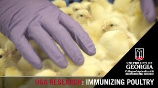 Immunizing Poultry  Brian Jordan [upl. by Tertia808]