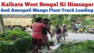 Kolkata West Bengal Ki Himsagar And Amrapali Mango Plant Track Loading  Janta Nursery  Plant video [upl. by Rivalee]